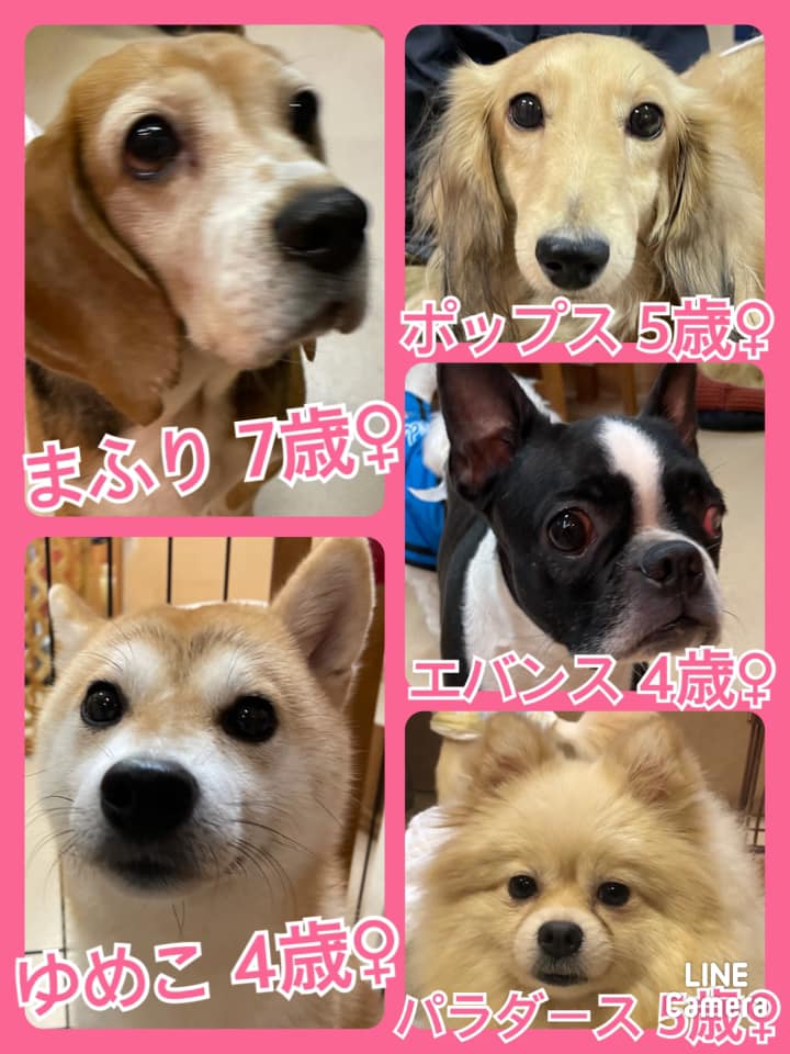 🐾今日の里親様募集中ワンコ🐶メンバーです🐾2021,10,2